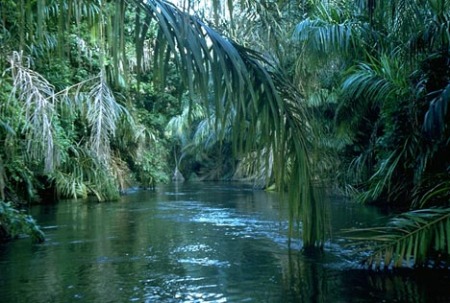 river-jungle